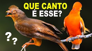 10 VERY DIFFERENT BIRD SONGS FROM BRAZIL - Get the bird songs right