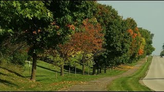 Maple trees looking sick? Look to the root of the problem