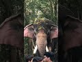 aanapremi✨🐘 elephent shortsvideo malayalam guruvayoor nandan aanapremi aanapremikal aana kerala