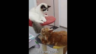 猫咪打架也可以解说吗？布偶猫大战橘猫现场！ #005