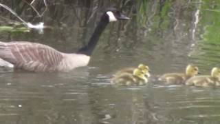 A Family of Canada geese and goslings; first sight of the season!　カナダガンの親子