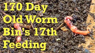 ANC worms get (non-lasagna) feeding #17 on day 170 - vermicompost