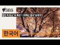 캡틴 쿡 동상 ‘또 훼손’…피해는 결국 ‘납세자’ sbs korean sbs 한국어 프로그램