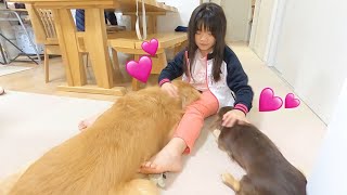 姉の魅力で骨抜きにされちゃった愛犬たちがこちら。ゴールデンレトリバーのクッキーとミニチュアダックスフンドの子犬ショコラとの幸せな日常