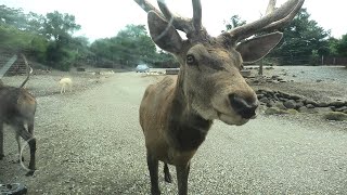 シカに餌やり　(那須サファリパーク/栃木県)