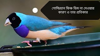 গোল্ডিয়ান ফিঞ্চ ডিম না দেওয়ার কারণ ও তার প্রতিকার