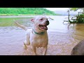 Two Dogs Playing In The River Water | No Copyright Video | Kasim Vlog