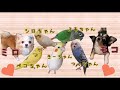 しばらく、メインチャンネルのみになります☆　チワワとインコ