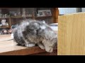 シルバーのメインクーン子猫とろろ君巣立ち2