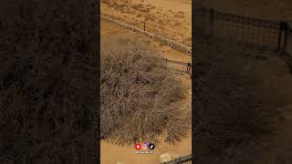 1400 Years Old Sahabi Tree #shorts