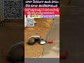 ఇలాంటి వీడియోస్ కి అసలు సపోర్ట్ చేయరు కదా voiceless streetdog ytshorts goviral humanity