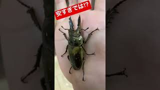 黄金のクワガタがこの破格！(◎_◎;) オウゴンオニクワガタ　ババオウゴンオニ