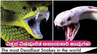 ವಿಶ್ವದ 15 ಅಪಾಯಕಾರಿ ಹಾವುಗಳು l Top 15 Deadliest Snakes in the world