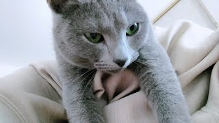 【猫動画】どうにかして甘えようとするロシアンブルー【russianblue】Russian blue trying to spoil somehow