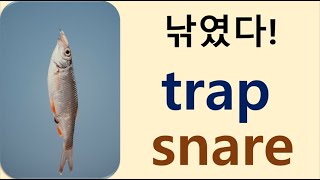 Q5 English 어휘 Lesson 1962 (덫, 속임수 1 – trap vs snare)