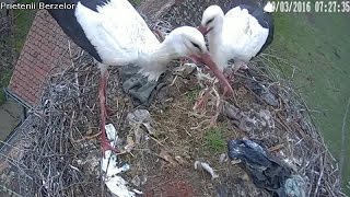 Cuib Barza Alba Cristian / White Stork Nest Romania, Cristian  - The Reunion / Reintalnirea.