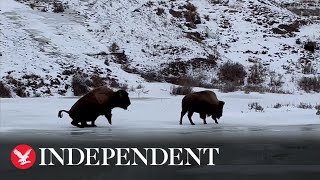 Bison stutters and slips on ice at Yellowstone National Park