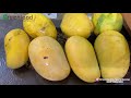 all about mallika mango மல்லிகா மாம்பழம் பற்றிய தகவல்கள்