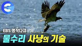 한 번에 물고기 세 마리! 물수리의 사냥 실력은?