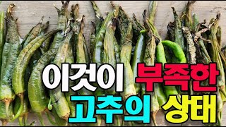 많은 비로 인한 고추 병충해, 해결 할 방법이 없네요! #고추재배 #고추병충해 #고추병