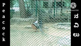 ನವಿಲು ಗರಿ ಬಿಚ್ಚಿದ ದೃಶ್ಯ/ 🦚 Peacock dancing