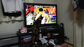 Olympic( オリンピック)を応援する三毛猫さん