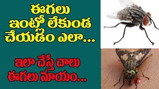 ఈగలు ఇంట్లో లేకుండా చేయడం ఎలా  | How to Get Rid of Fly Insects at House | Home Remedies |TopTeluguTv