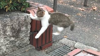 子猫、ジャンプ失敗。公園猫動画 japanese cat video