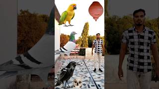 16 February 2025 parrot pingen crow peacock #shortsfeed#vairalvideo #shortsfeed #shorts#trending