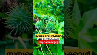 സയനൈഡിനെ വെല്ലും ,ആവണക്കിലെ കൊടും വിഷം ricin malayalam shorts