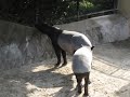 バク鳴くin福岡市動物園