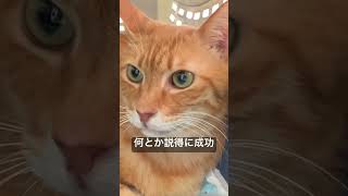 病院拒否の猫を説得して連れて行った結果… #cat  #猫  #ねこ  #animal  #cute #猫のいる暮らし #shorts