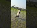 పొలం పనులు రైతులు agriculture farmer viralvideos viralshort agriculturelife funny shorts