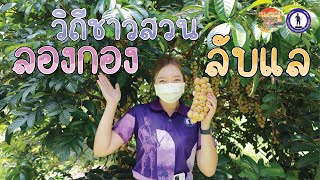 อบจ. ออนทัวร์ Ep.7 | วิถีชาวสวนลองกอง อำเภอลับแล จังหวัดอุตรดิตถ์