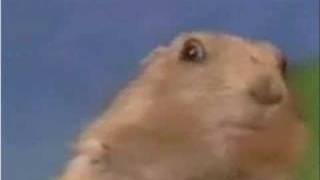 Crazy Squirrel