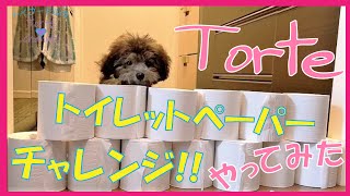 【生後4ヶ月】愛犬Torteのトイレットペーパーチャレンジ!!やってみた。最後おまけあり☆（トイプードルのTorte channel)【トイプードルの子犬】