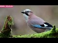 exquisite green birds stress relief stunning natural beauty adorable birds relaxation movie