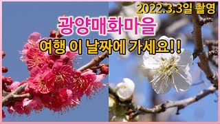 광양매화마을(2022.3.3일 촬영) 2022년 매화마을 여행 최적의 날짜는 언제인지 알려드립니다!!  -  개화상황 꼭 확인해 보세요