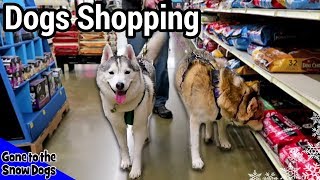 Dogs Shopping at Petsmart for a Petsmart Haul