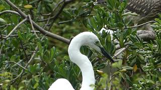 ダイサギ　Great Egret