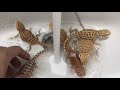 鬆獅蜥冲涼：bearded dragon bathing