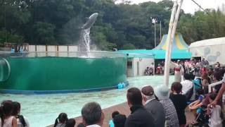 「走れ、侍！！2016！！」新屋島水族館イルカ劇ライブ