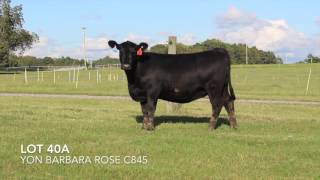 Lot 40A Yon Barbara Rose C845