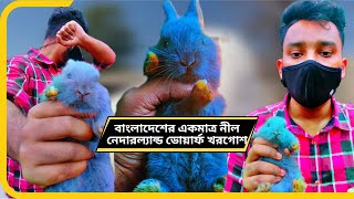 বাংলাদেশের একমাত্র নীল নেদারল্যান্ড ডোয়ার্ফ খরগোশ | Bangladesh's only Blue Netherlands Dwarf Rabbit