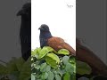 greater coucal swallows a massive snake birds birdofprey greatercoucal