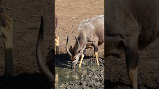 Two male Nyala antelopes drinking water, Mkuze game reserve, South Africa