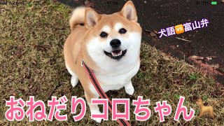 【柴犬】おねだりコロちゃん🐕