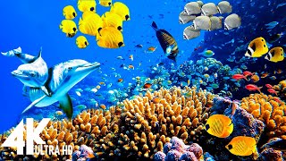 Under Red Sea 4K   Incredible Underwater World   Relaxation Video with Calming Music