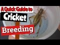 Breeding Crickets: A Quick Guide