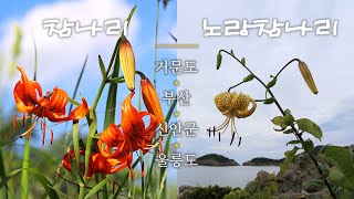 참나리 (Tiger lily) / 노랑참나리 (Yellow tiger lily)